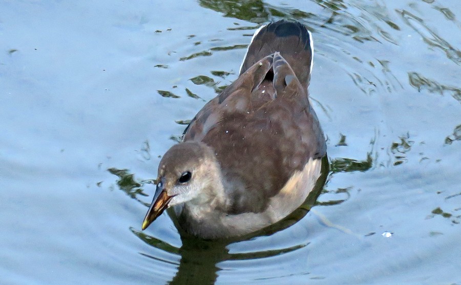 GALLINELLA D''ACQUA?